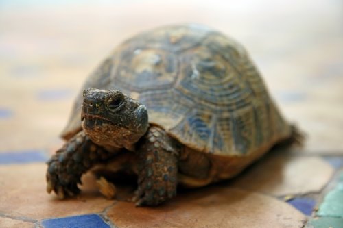 [1_tortoise1.jpg]