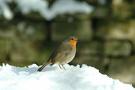 [winter+bird.jpg]