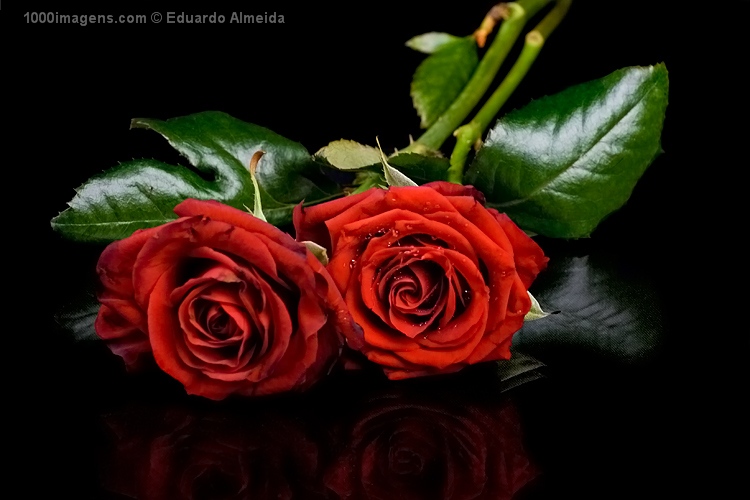 [Eduardo+Almeida+duas+rosas+vermelhas.jpg]