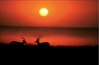 deers seeing sunset
