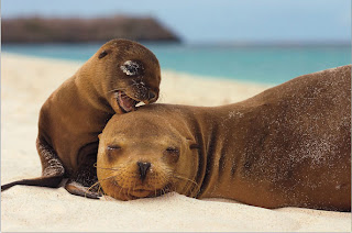 cute baby sea lion and mother