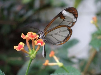 Butterfly transparent winged butterflies, special butterfly with transparent wing