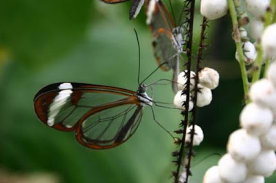 Butterfly transparent winged butterflies, butterfly collector