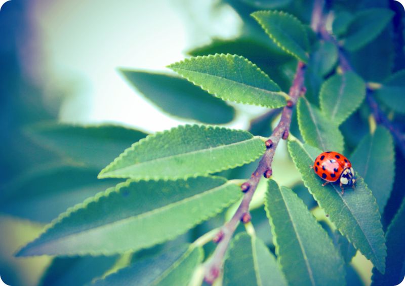 [ladybugpastround.jpg]
