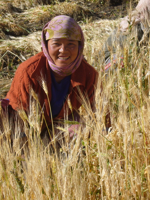 [young+Ladakhi+woman+harvesting+barley.jpg]