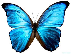 [Blue_Butterfly1.jpg]