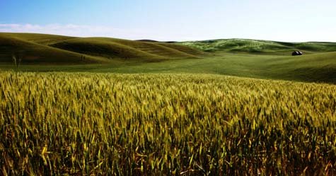 [field+of+barley.jpg]