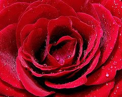 I love you more than this red rose with dew