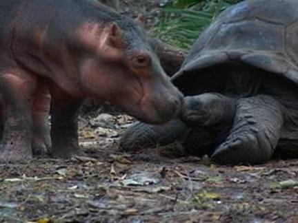 [closer_friends_friendship_of_hippopotamus_and_turtle.jpg]