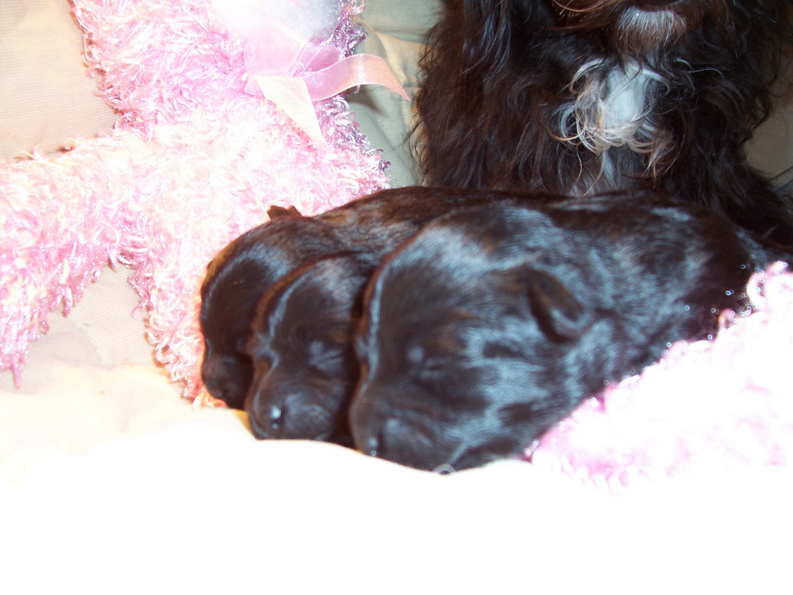 [Molly+and+Puppies+008.jpg]
