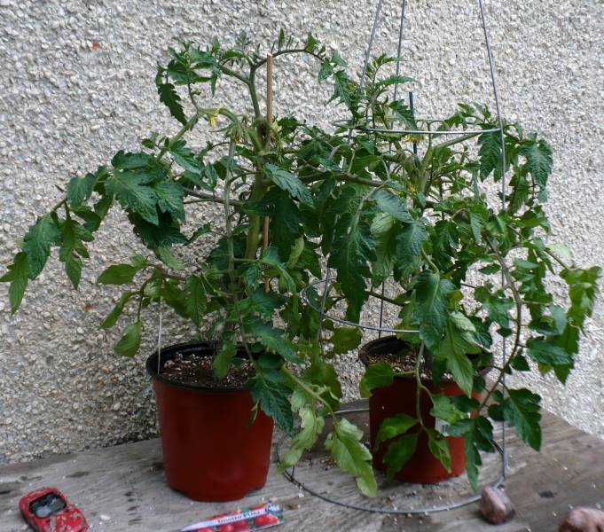 [tomato+plants.jpg]