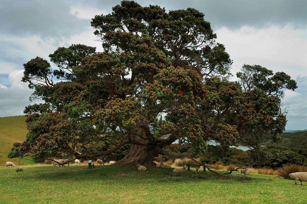 [Pohutukawa+tree,+Urupukapuka+island,NZ.bmp]
