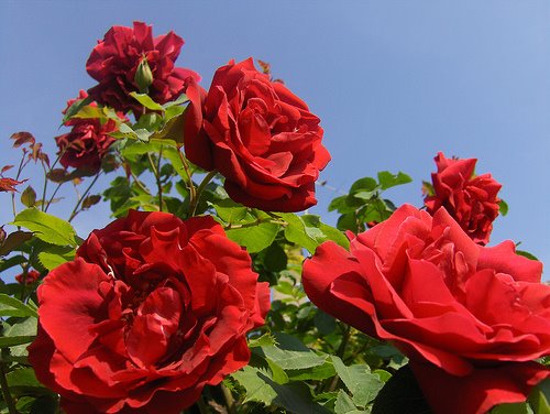 [roseredroses_roses.jpg]