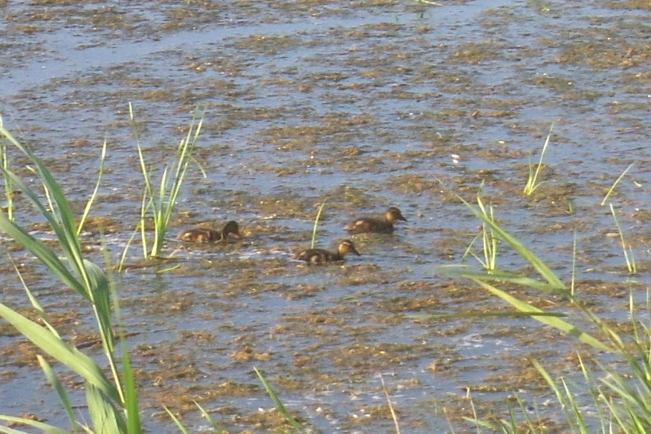 [Cape+May+Point+-+Ducklings+-+7-20-08+-+1.JPG]