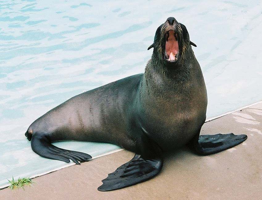 [p-seal-at-toronto-zoo.jpg]