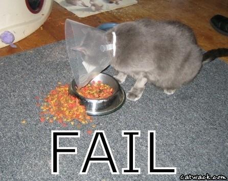 [fail+cat.jpg]