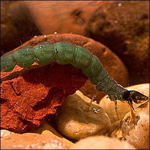 [rock+worm+Rhyacophila.jpg]
