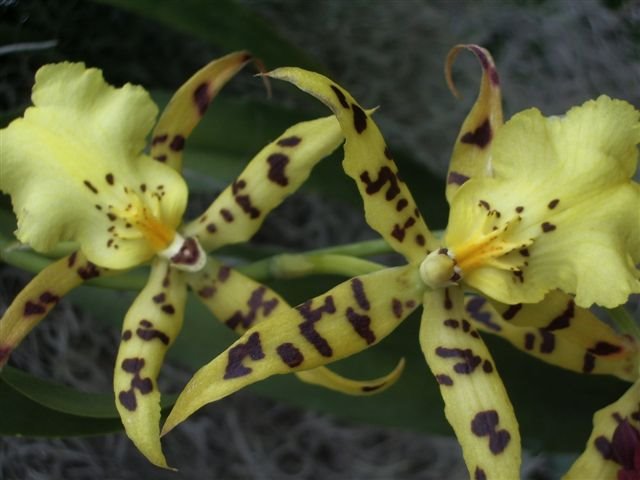 [Orchid4PostC.bmp]