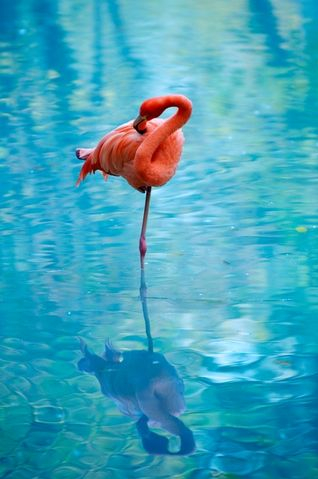 [Flamingo+Bird.jpg]