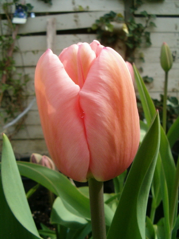 [tulip-2-pinkish-cu-vert.JPG]