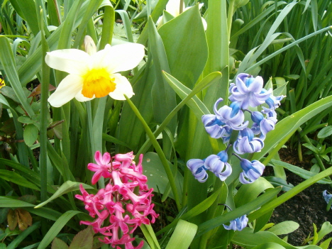 [daffodil-2-hyacinths-horiz.JPG]