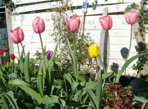 [mcu-tulips-in-a-row-horiz.JPG]