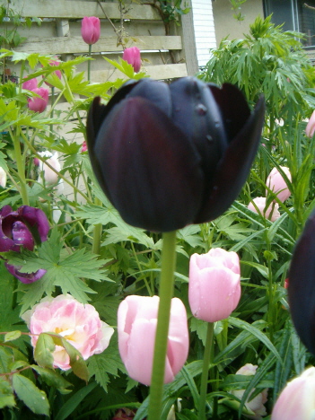 [blackish-tulips-plus-cu-vert.JPG]