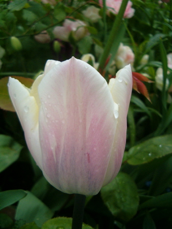 [light-pink-tulip-cu-vert.JPG]