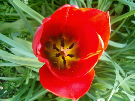 [may-9-tulip-red-top-view-cu-vert.JPG]