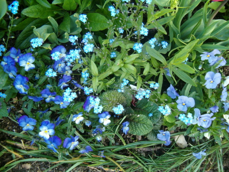 [may-9-blue-flowers-horiz.JPG]