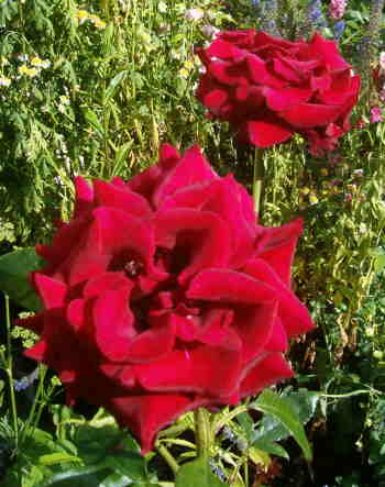 [two-red-roses-july-16-vert.JPG]