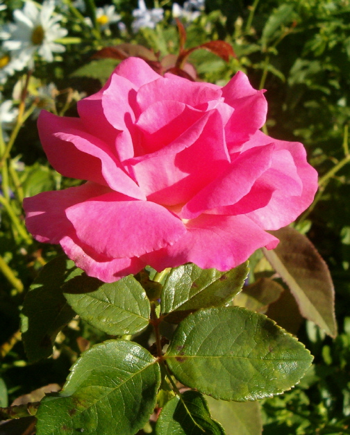 [pink-rose-vert-aug-6.JPG]