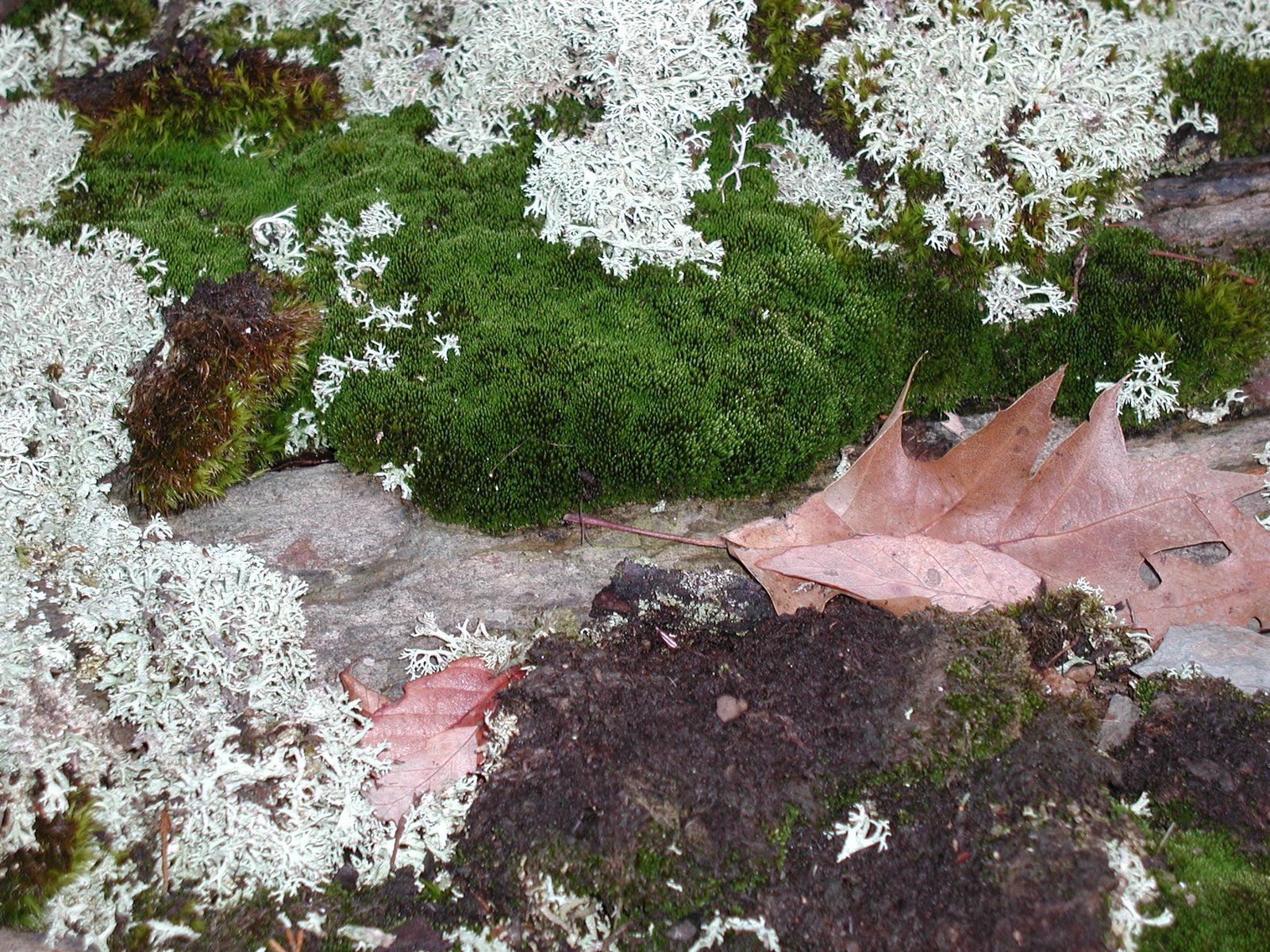 [moss+and+lichen.jpg]