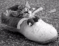 [gatito+zapato.jpg]