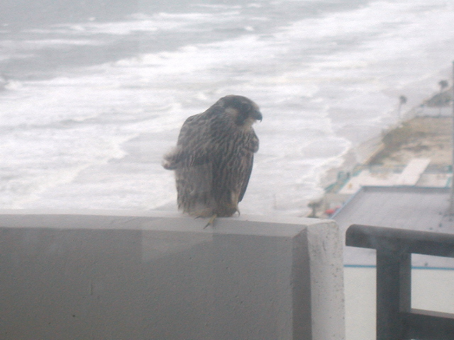 [BIG+BIRD+ON+balcony.jpg]