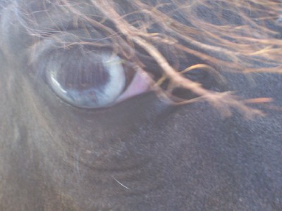 [horse+eye.jpg]