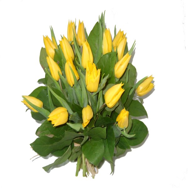 [tulipanes+amarillos.BMP]