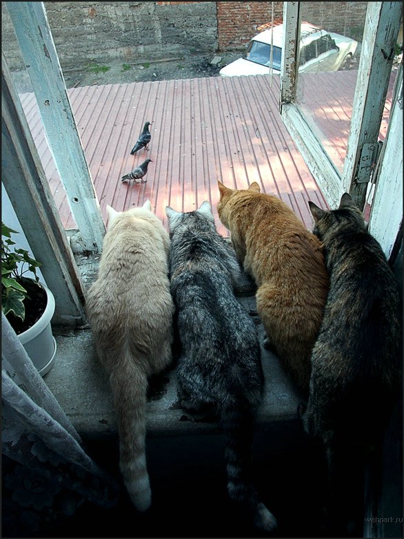 cats watch birds