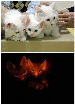 [glowcats.jpg]