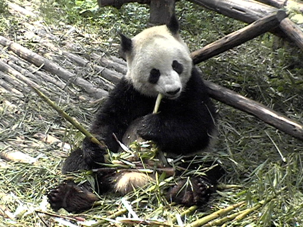 [Chengdu+-+Panda+3.JPG]