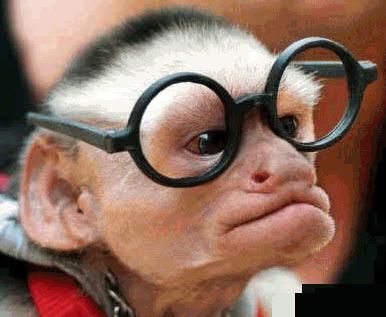 [monkey_glasses.jpg]