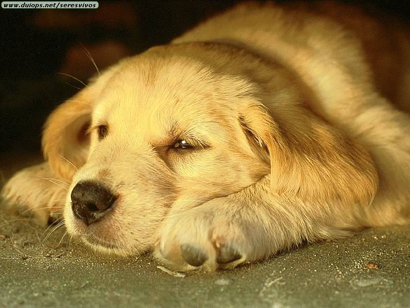 [Dog+Tired.jpg]