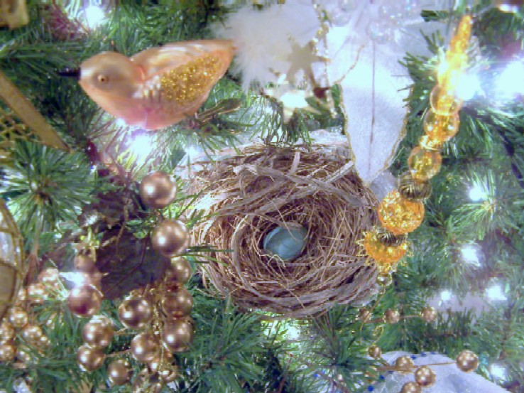 [birds+nest+in++tree20.jpg]