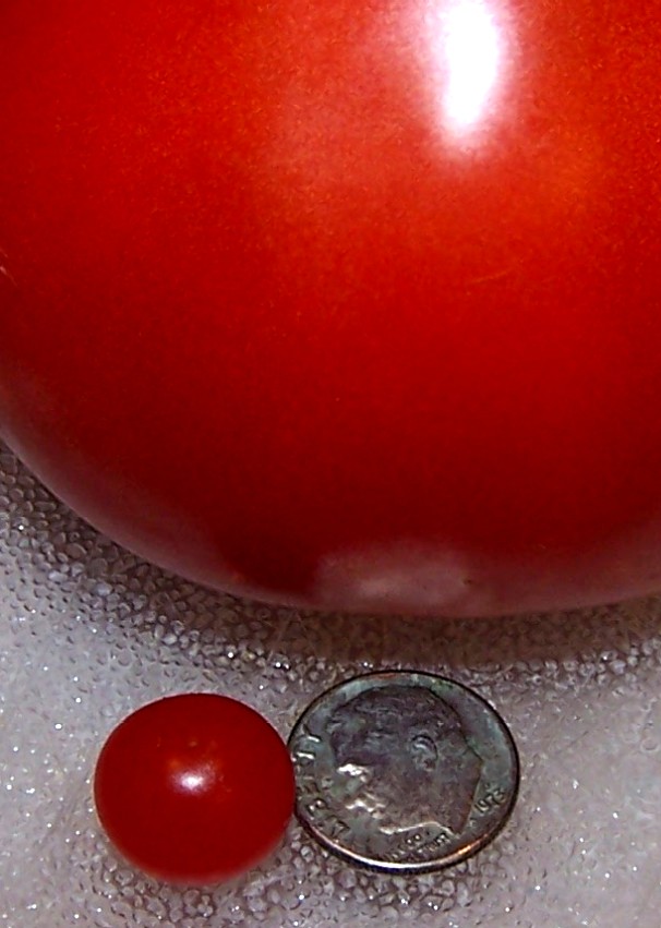 [082607+tiniest+tomato2.jpg]