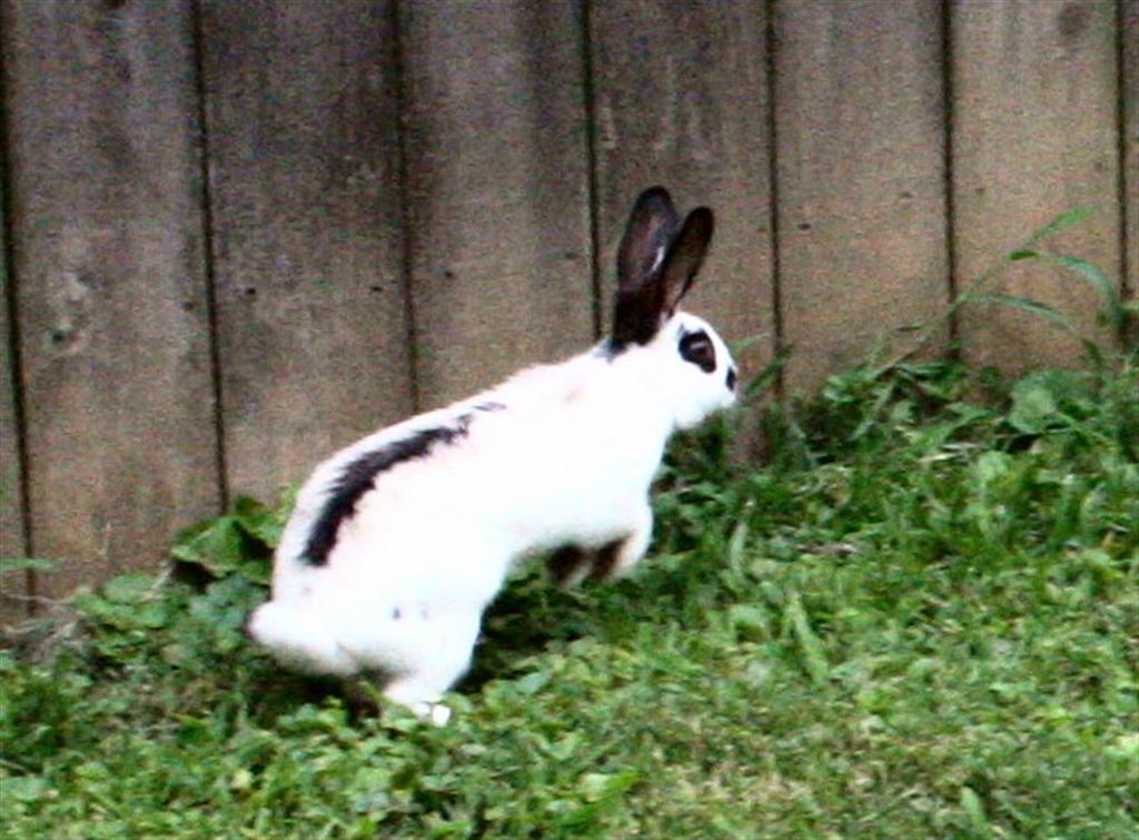[bunny+hop+2+(Large).jpg]