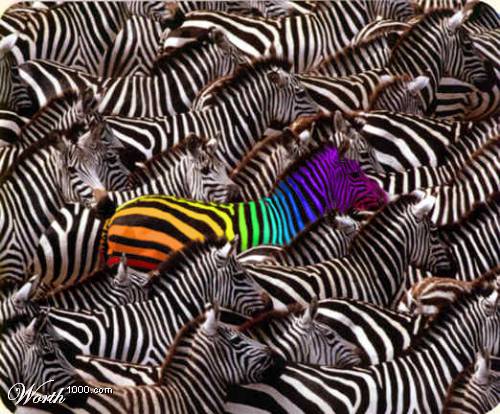 [colourful+zebra.jpg]