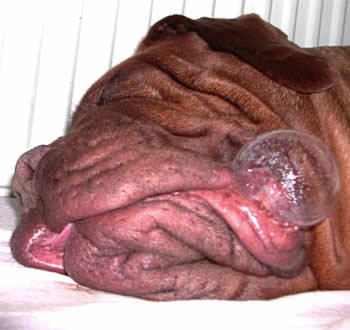 [ugly+sleeping+dog.jpg]