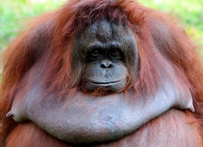 [fat+orangutan.jpg]