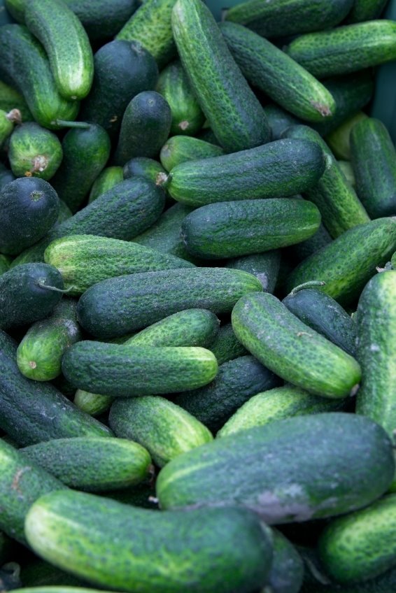 [cucumbers+istock.JPG]