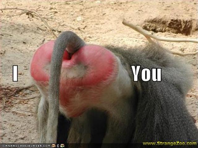 [funny-pictures-baboon-butt-heart+(Small).jpg]